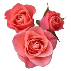 Sweetheart Roses - Kiss